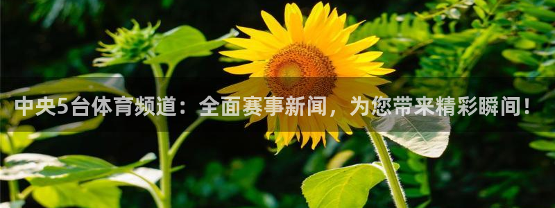 下载玩球直播：中央5台体育频道：全面赛事新闻，为您带来精彩瞬间！