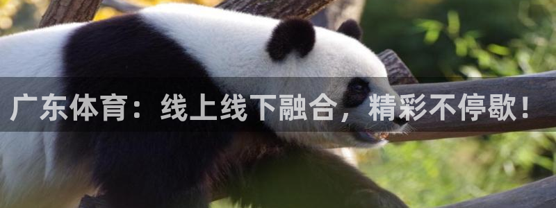 玩球app直播：广东体育：线上线下融合，精彩不停歇！